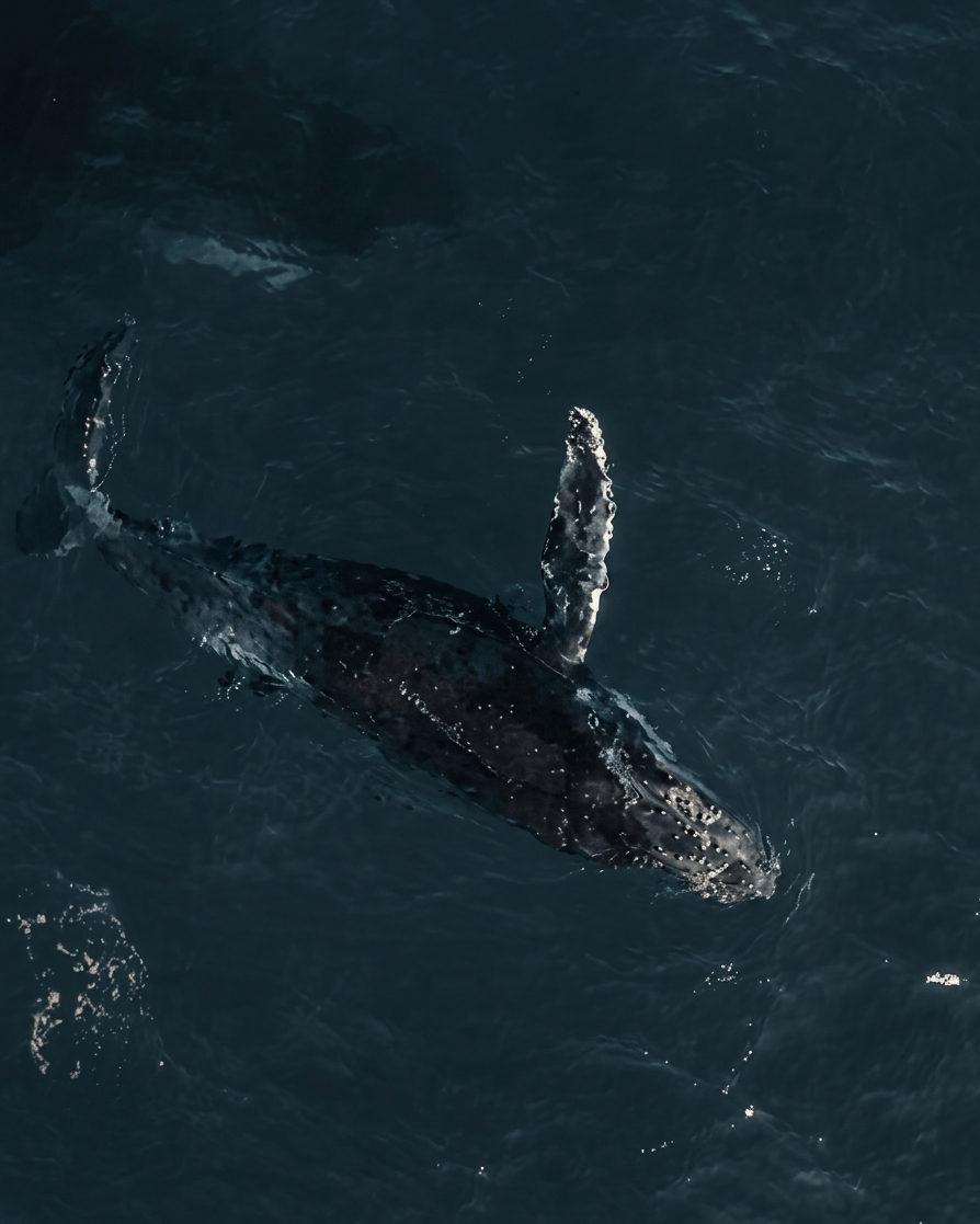 Aerial view of a humpback whale in dark water