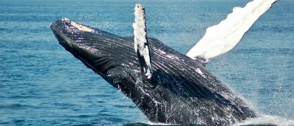 Whales