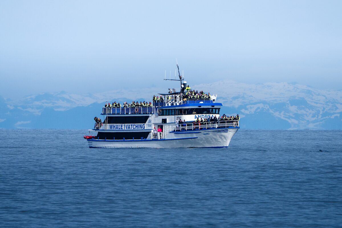 Whale watching boat in the sea.
