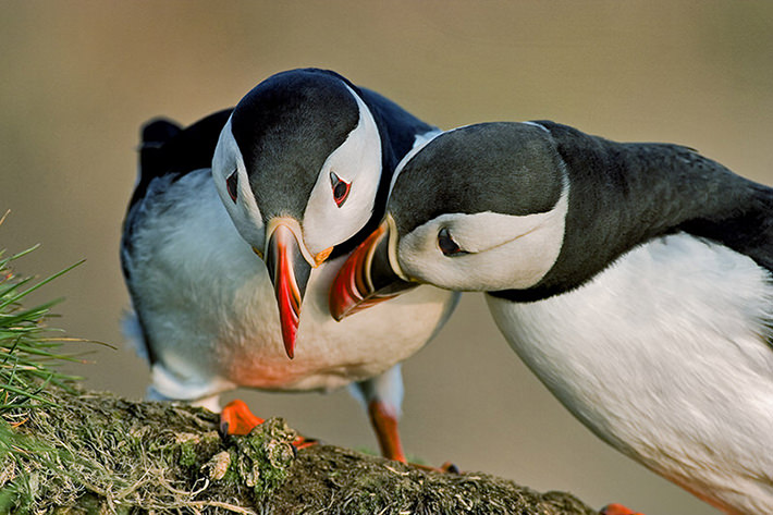 Two puffins rubbing bills together.