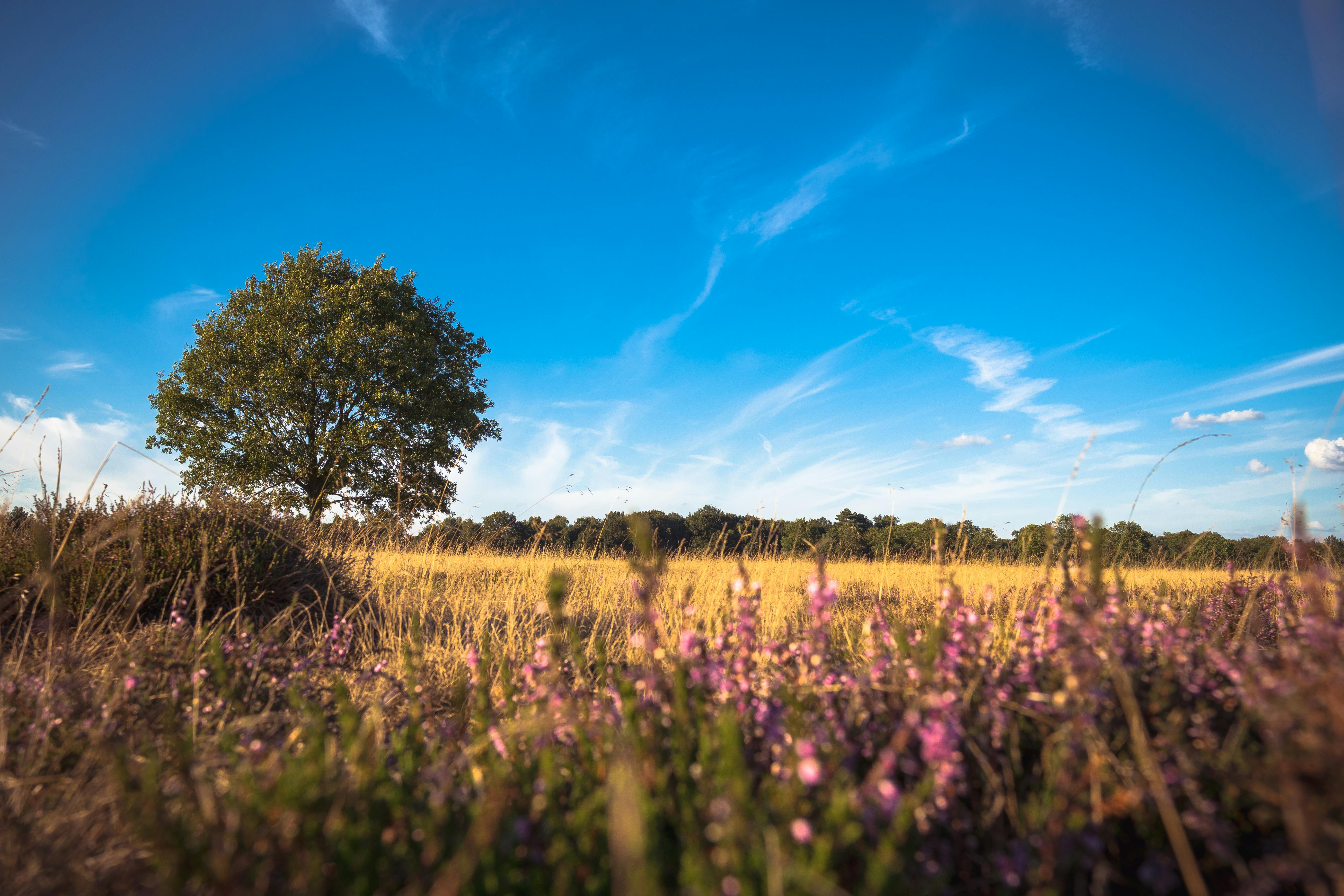 A solitary oak tree in a sunlit meadow