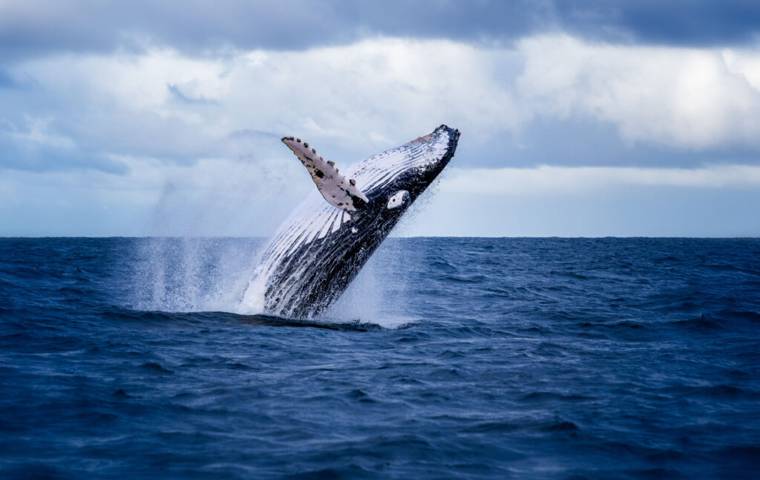 Humpback whale breaching from the ocean surface